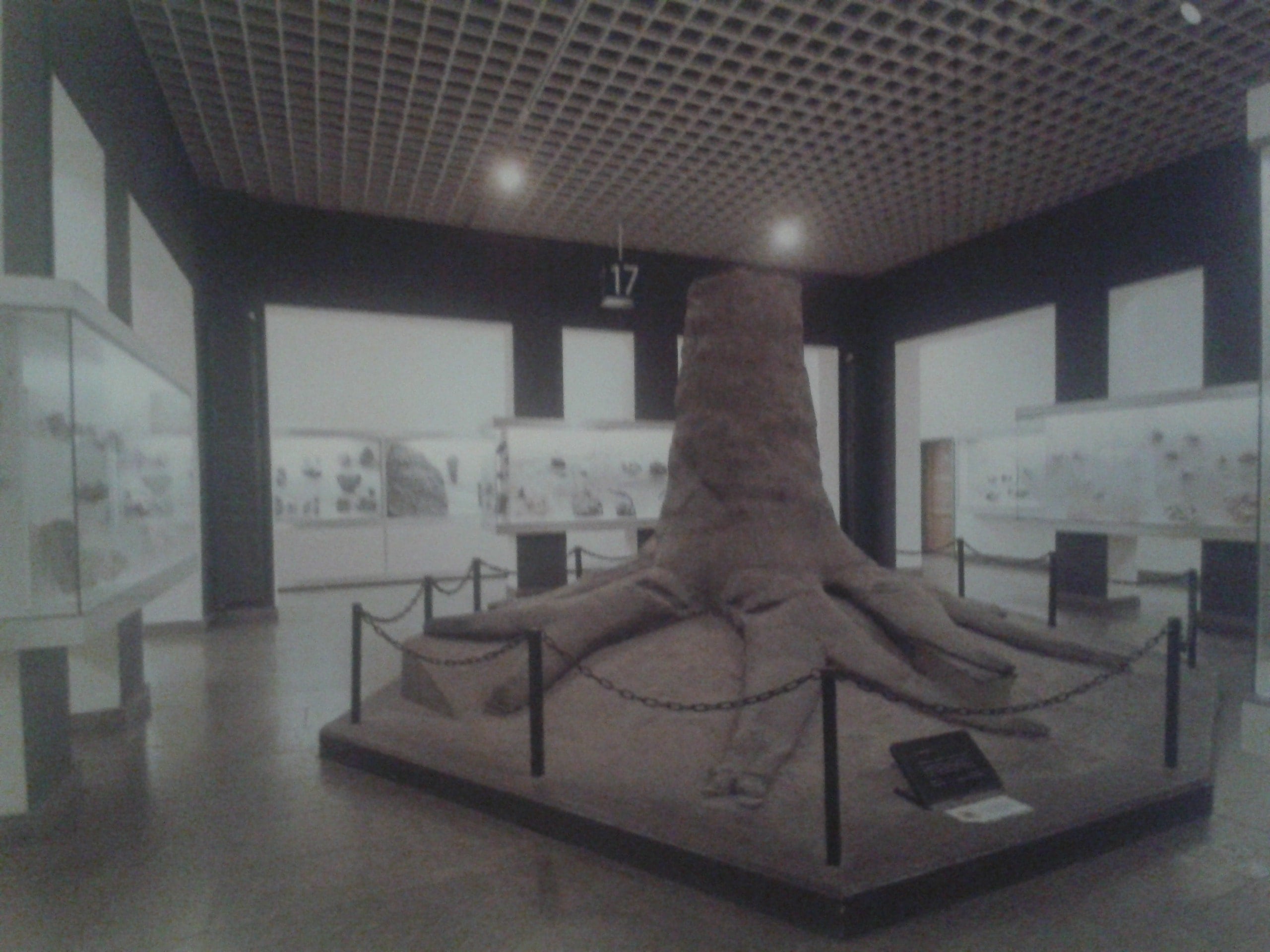 Fossilien & Dinosaurier | fossiler Kohlenstoffbaum IV | Bergbaumuseum Bochum, Deutschland