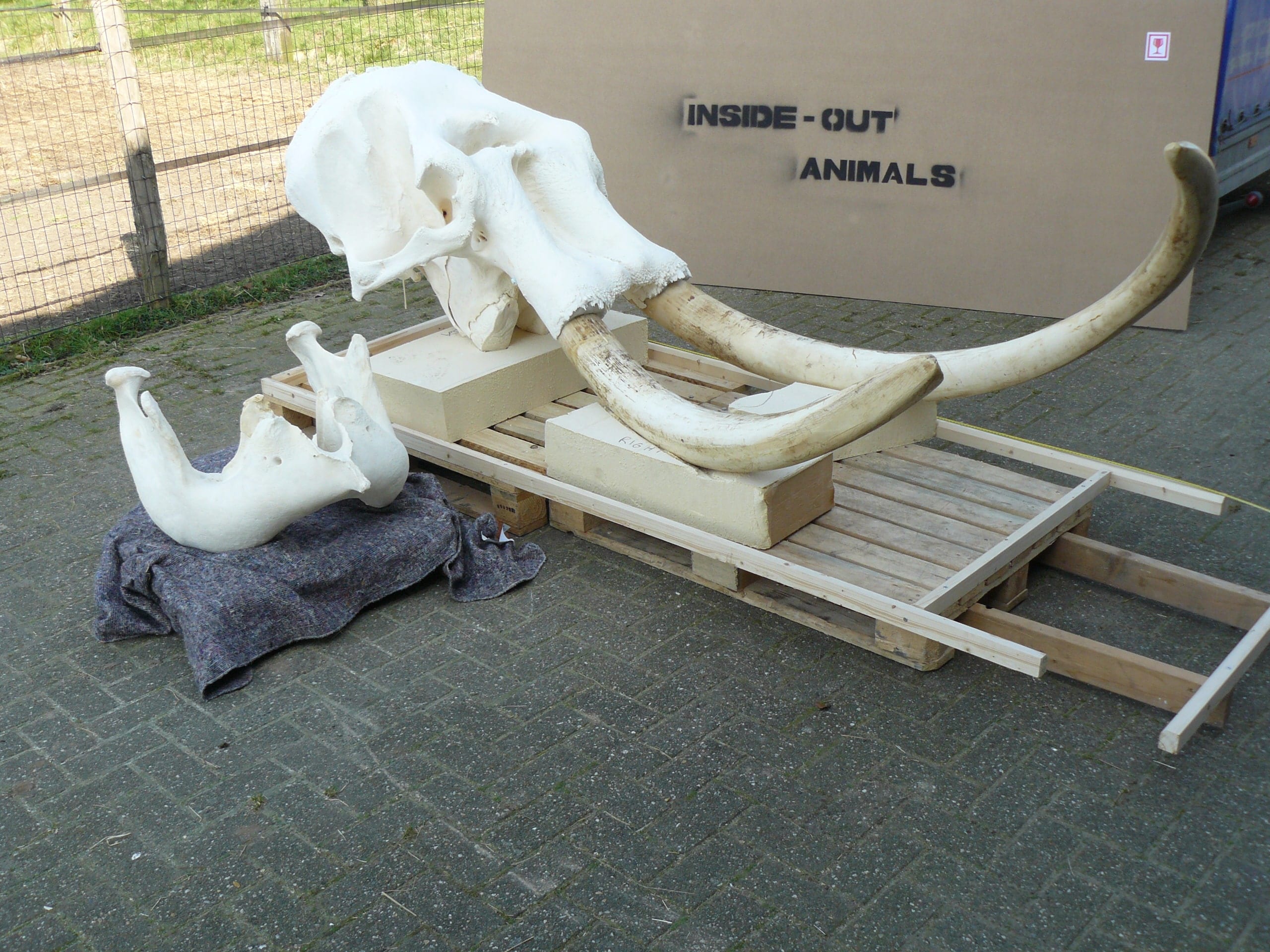 Skeletten | Indische Olifant II | Riga Zoo Emmen
