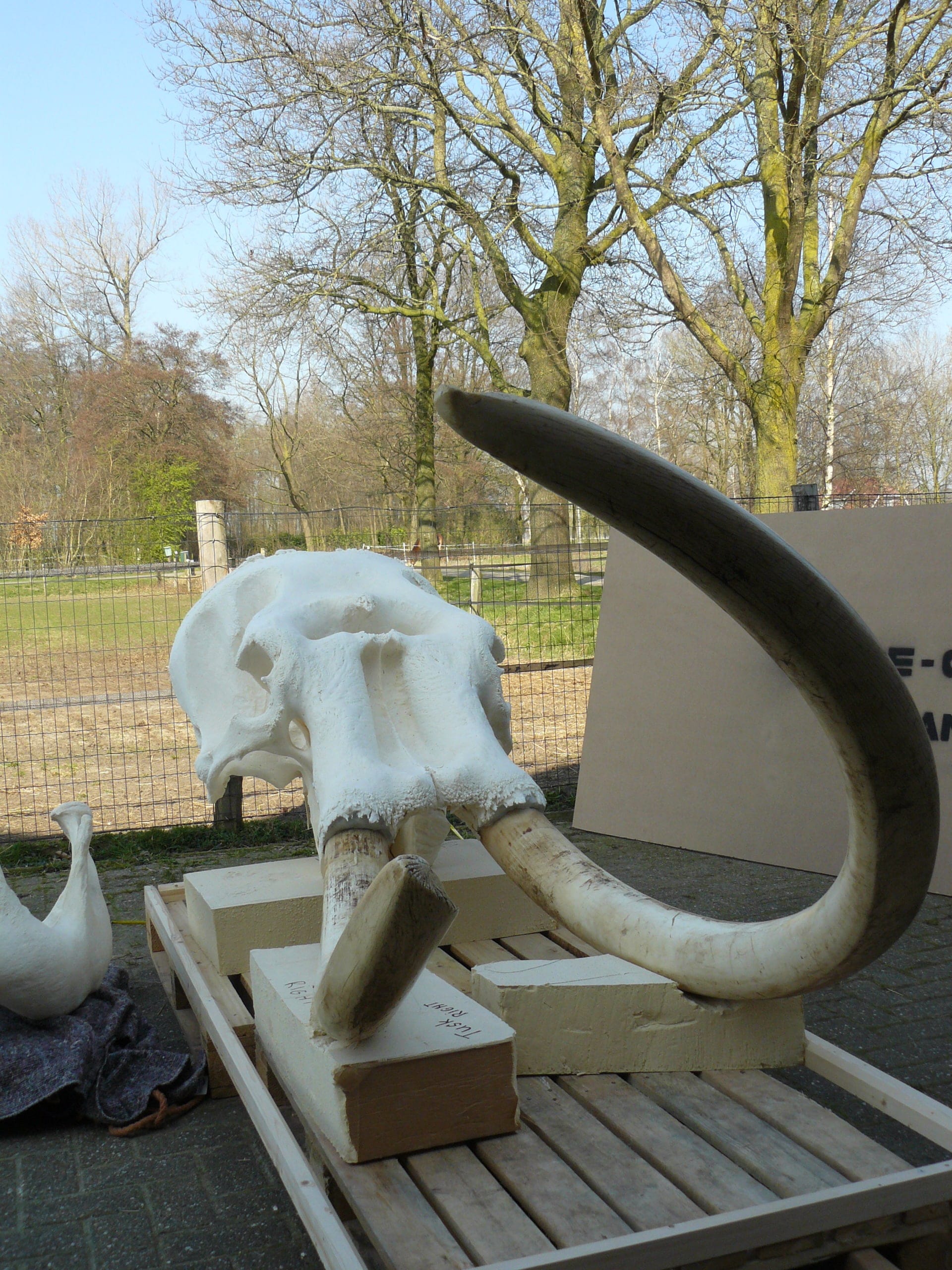 Skeletten | Indische Olifant III | Riga Zoo Emmen