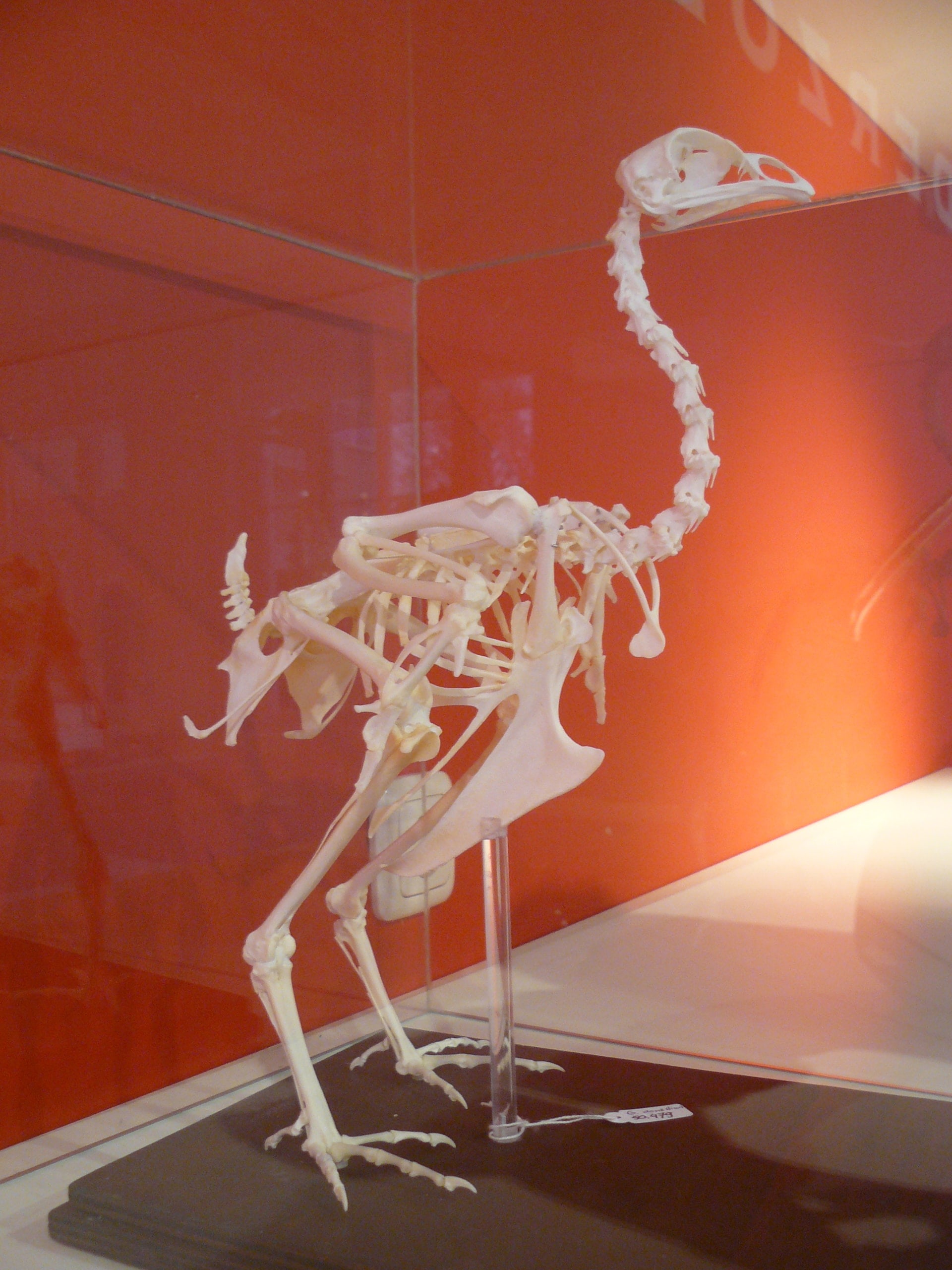 Skeletten | Kip| Natuur Museum Brabant