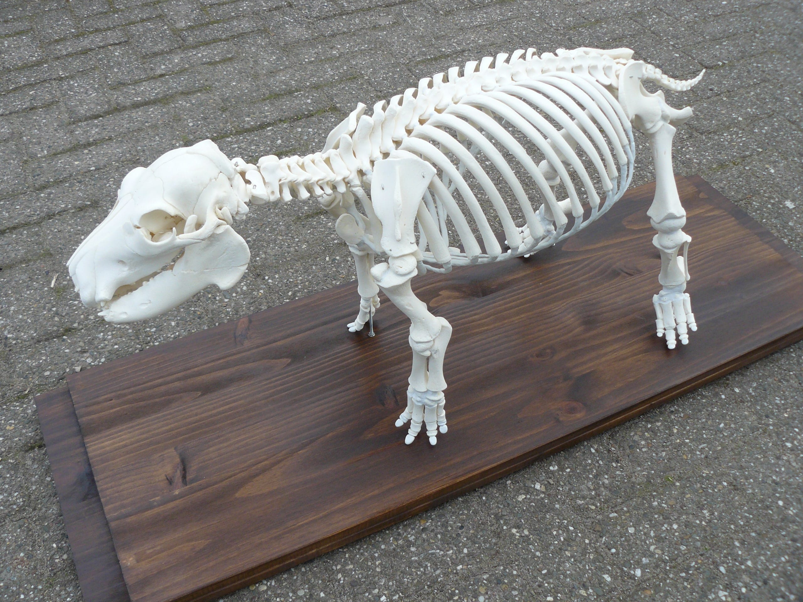 Skeletten | Nijlpaardjong