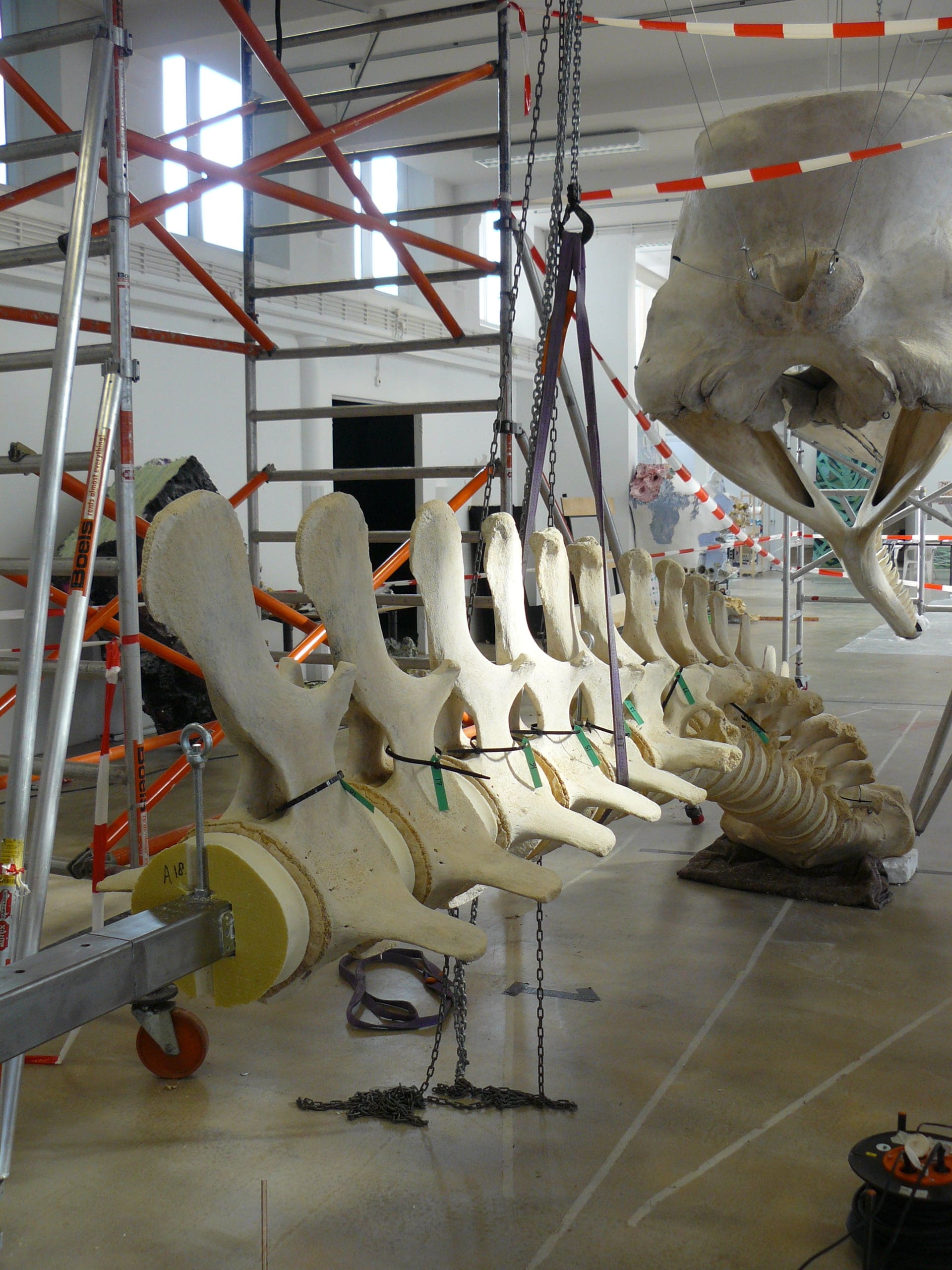 Skeletten | Potvis IV| Natuur Museum Brabant