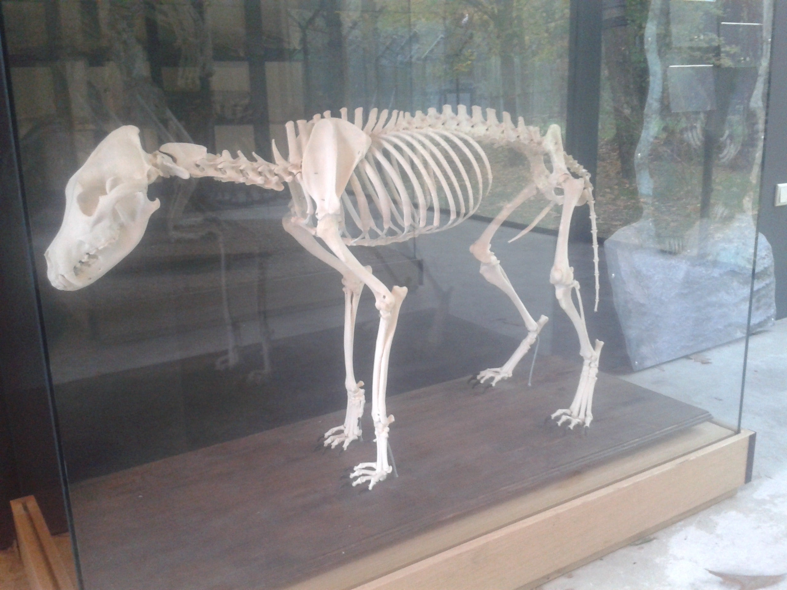 Skeletten | Wolf | Ouwehands Dierenpark