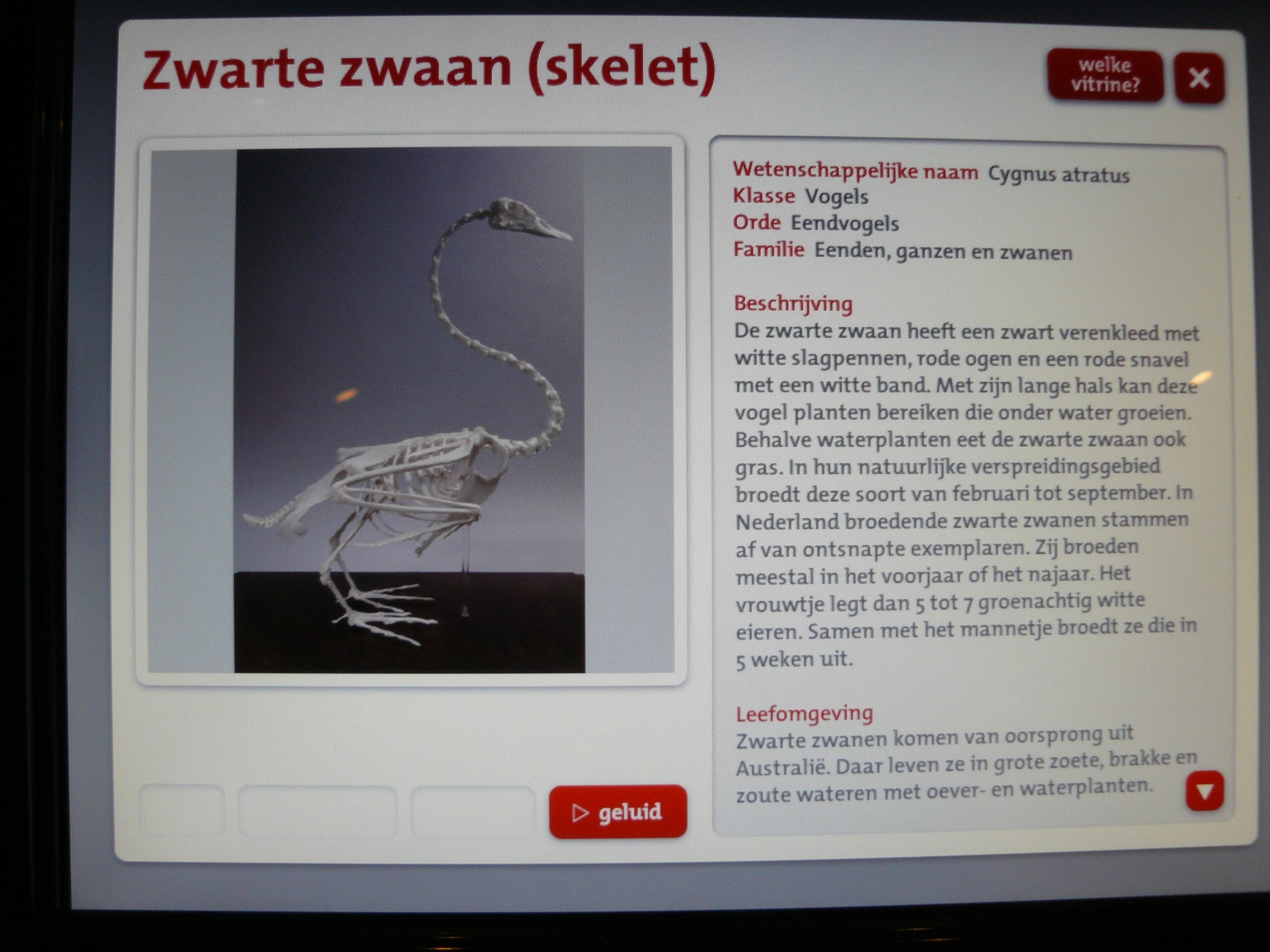 Skeletten | Zwarte Zwaan Educatie | Natuur Museum Brabant