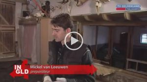 VIDEO Pottwal Ambergris | TV Gelderland (NL)