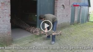 VIDEO Diplodocus | TV Gelderland (NL)