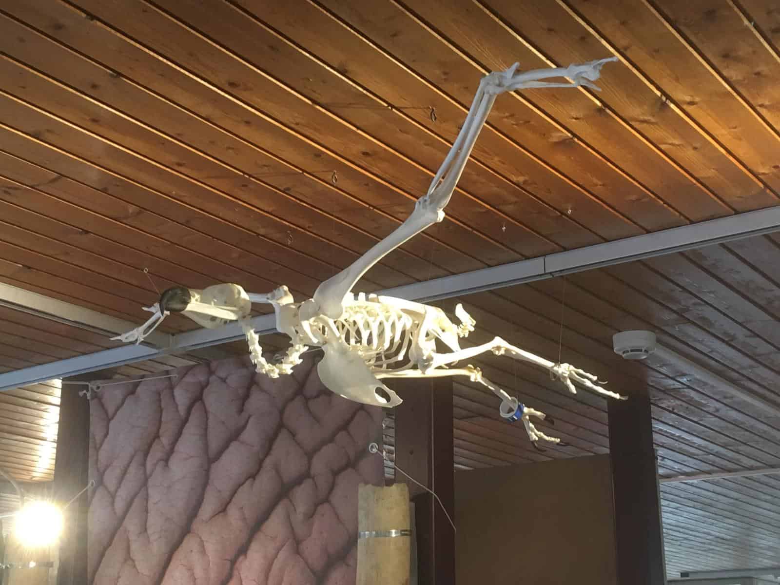 Skeletten | Monniksgier | Ouwehand Zoo