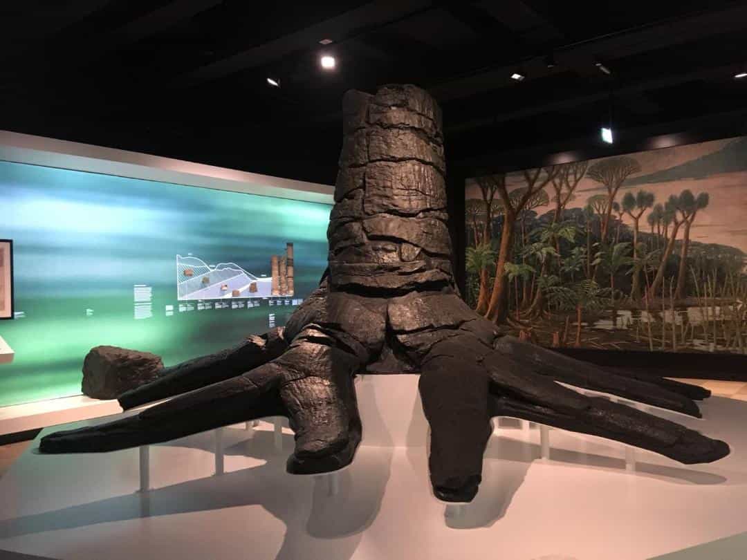 Fossilien & Dinosaurier |  Vollständig restaurierter fossiler Baum in einer völlig neuen Umgebung | Bergbaumuseum Bochum, Deutschland