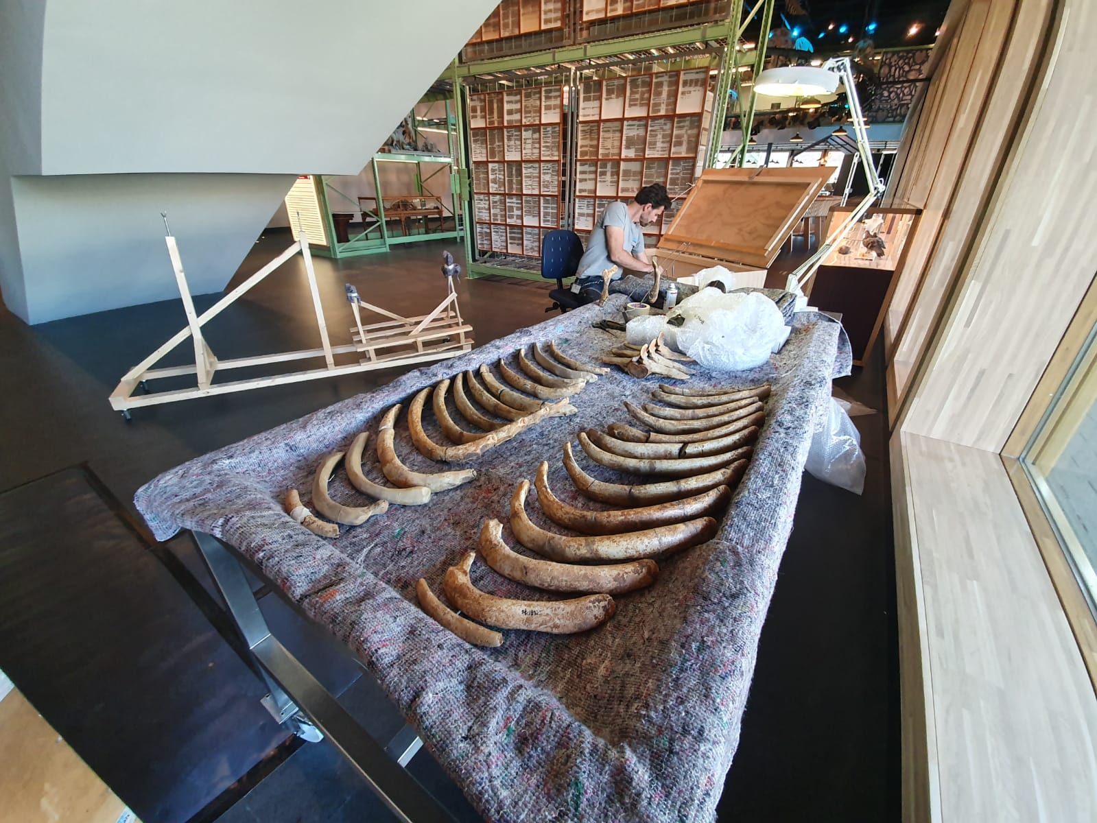 Fossilien & Dinosaurier | Restaurierung des fossilen Seekuhs (während der Restaurierung | Naturalis Biodiversity Center 