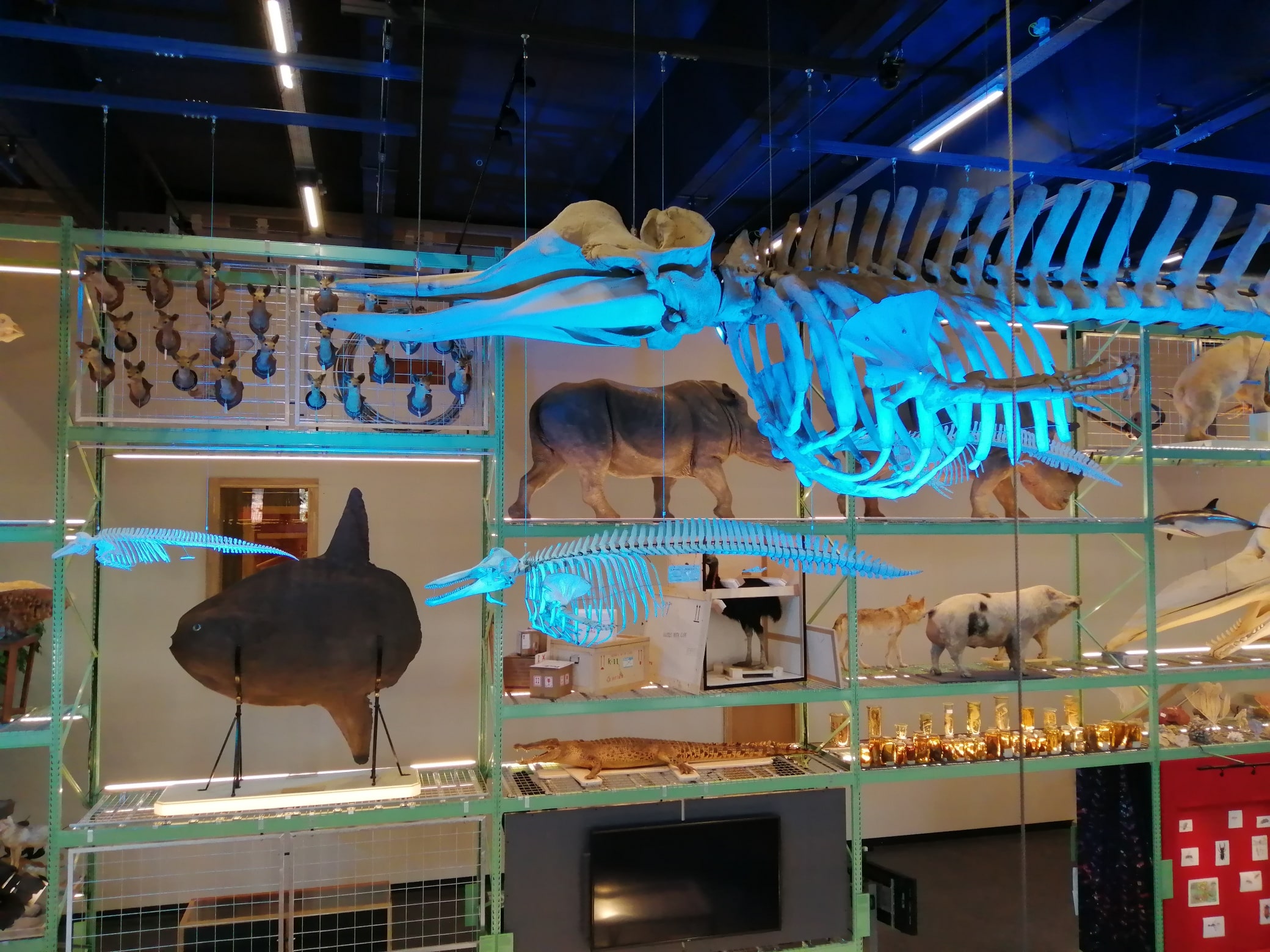 Skeletten | Lieferung Schweinswal, Delphin und Tümmler-Skelett  | Live Science - Naturalis Biodiversity Center