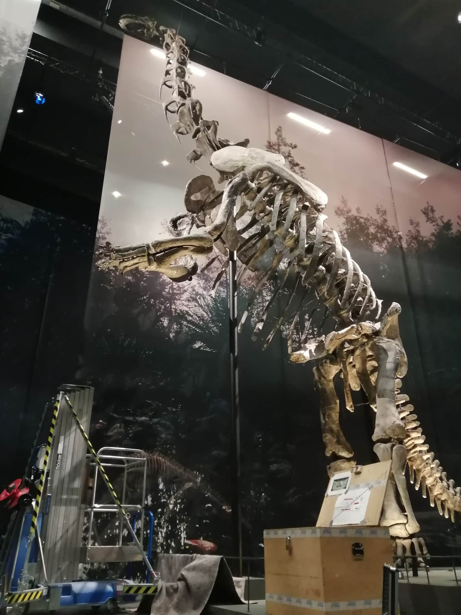 Fossilien & Dinosaurier | Camarasaurus Hals Restauration | Dinozaal - Naturalis Biodiversity Center  