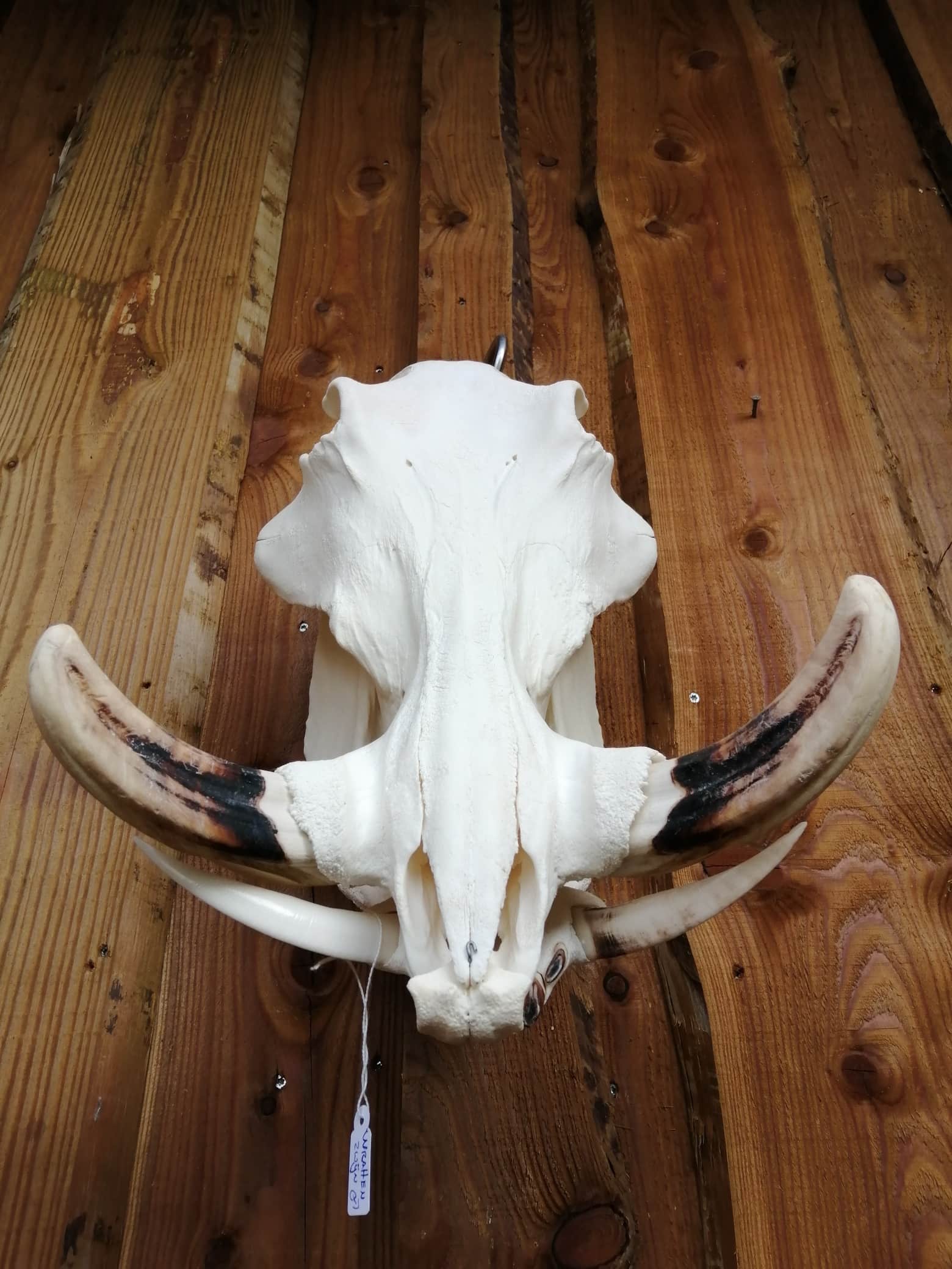Skeletten | schedel wrattenzwijn | Ouwehand ZOO