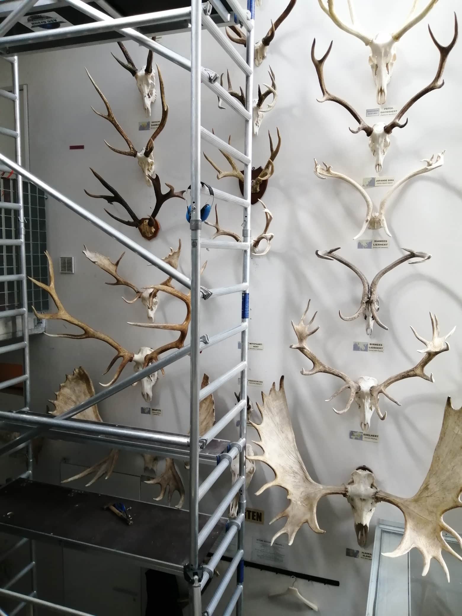 Skeletten |  montage diverse geweien | Museos België