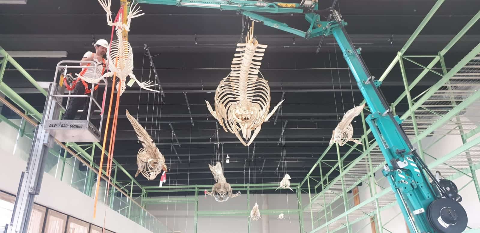 Skeletten | Ophangen skeletten | Naturalis Biodiversity Center