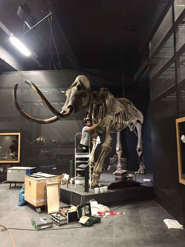 Skeletten | restauratie mammoet  | Naturalis Biodiversity Center