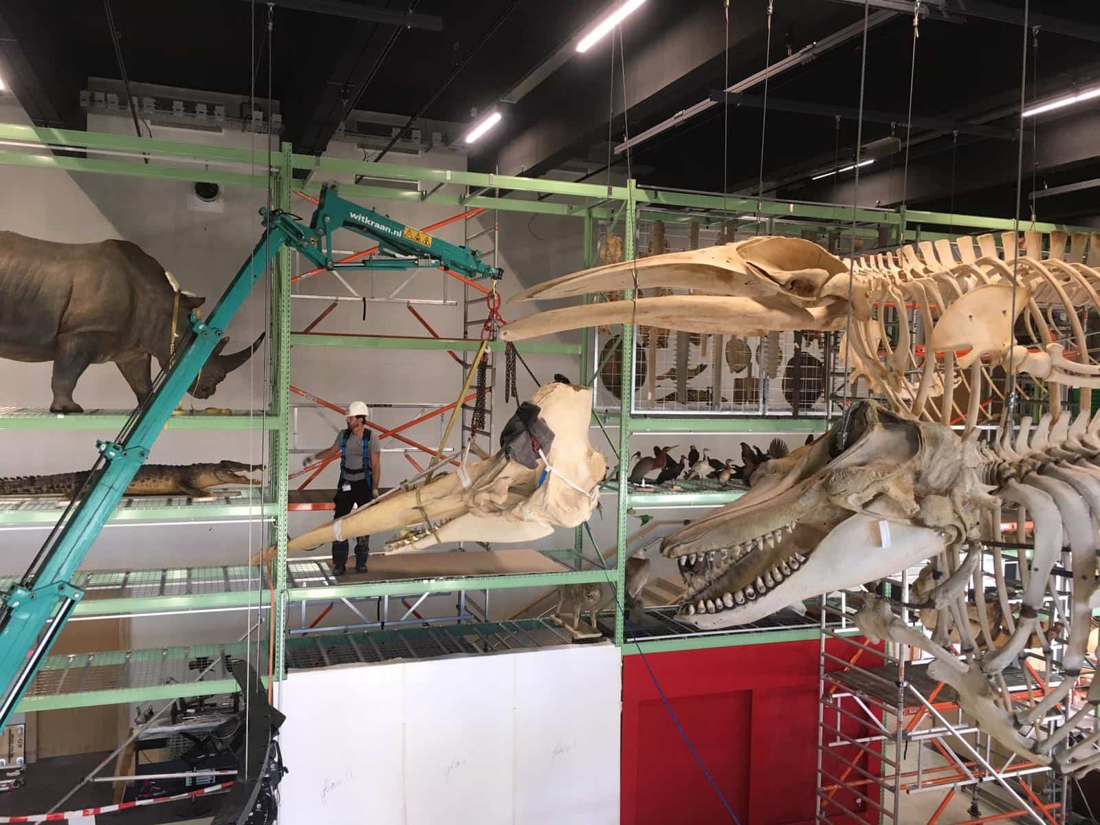 Skeletten | Plaatsen schedel potvis | Naturalis Biodiversity Center