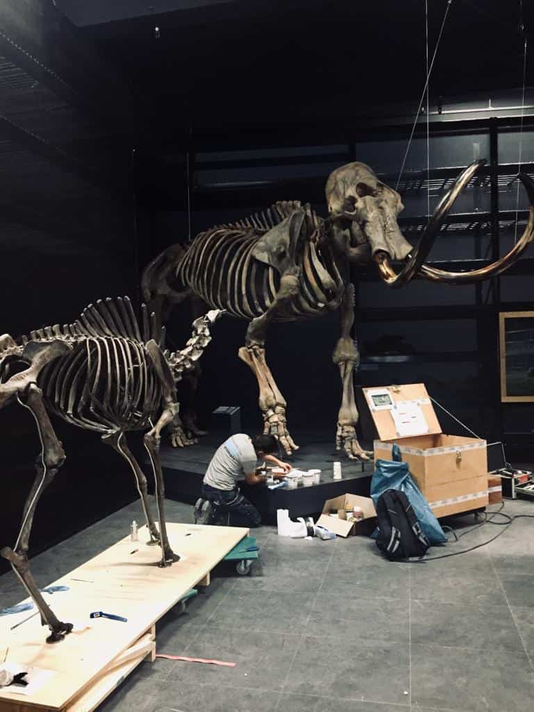 Skeletten | restauratie mammoet & reuzenhert  | Naturalis Biodiversity Center