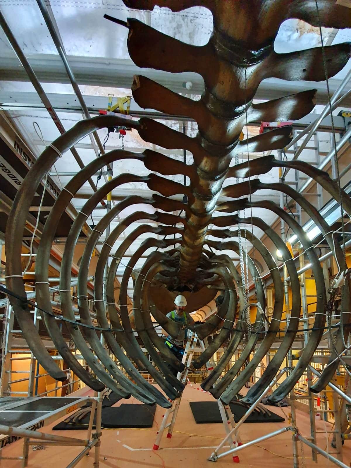 Skeletten | Demontage des historischen Skeletts des Wals | National Museum of Ireland, Dublin