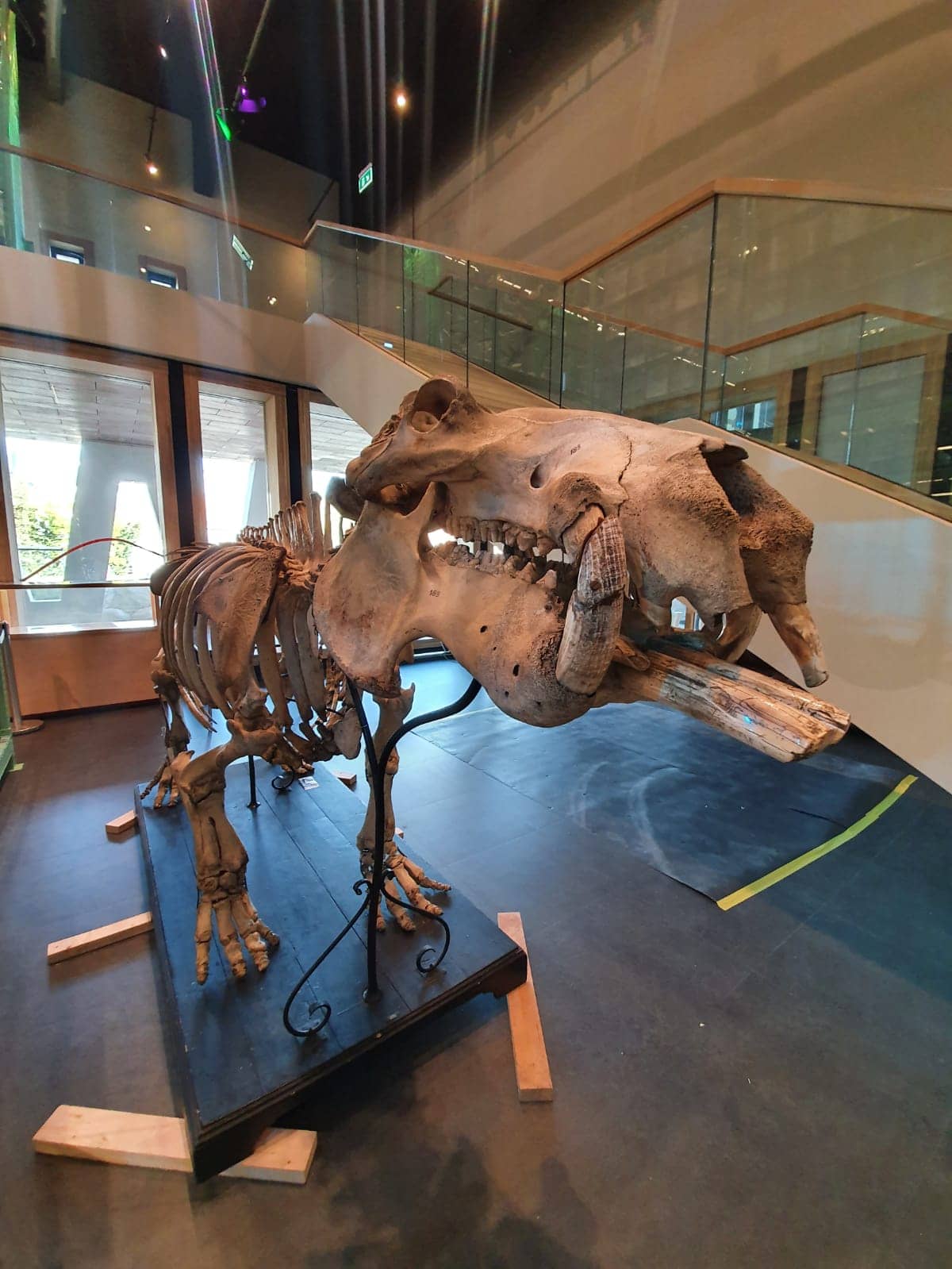 Skeletten | Bau des historischen Skeletts Hippopotamus aus dem Jahr 1884 | Naturalis Biodiversity Center