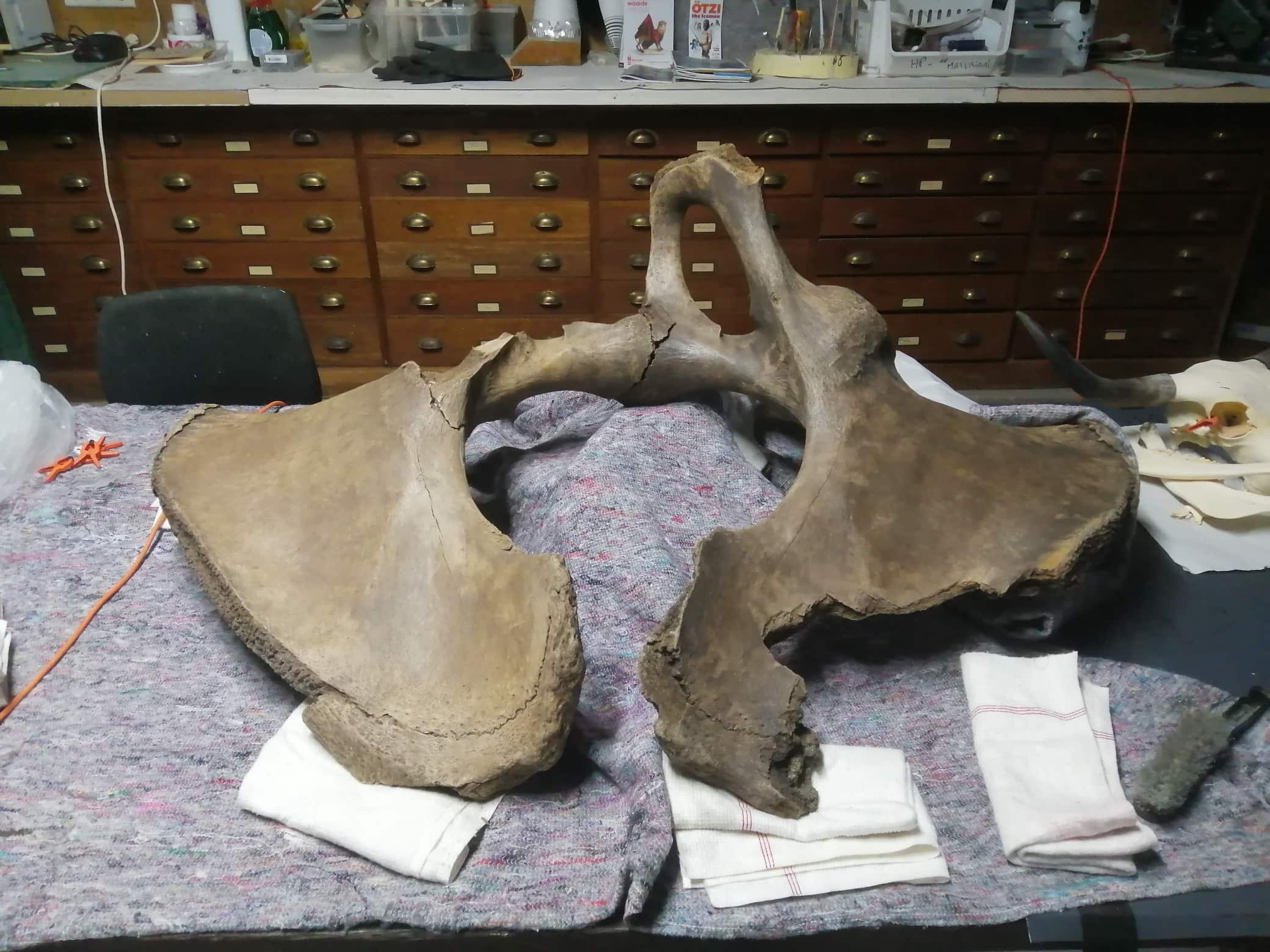 Fossilien & Dinosaurier | ausgebaggerte Mammuthüfte aus Doesburg während der Restaurierung | ADC Archeoprojecten