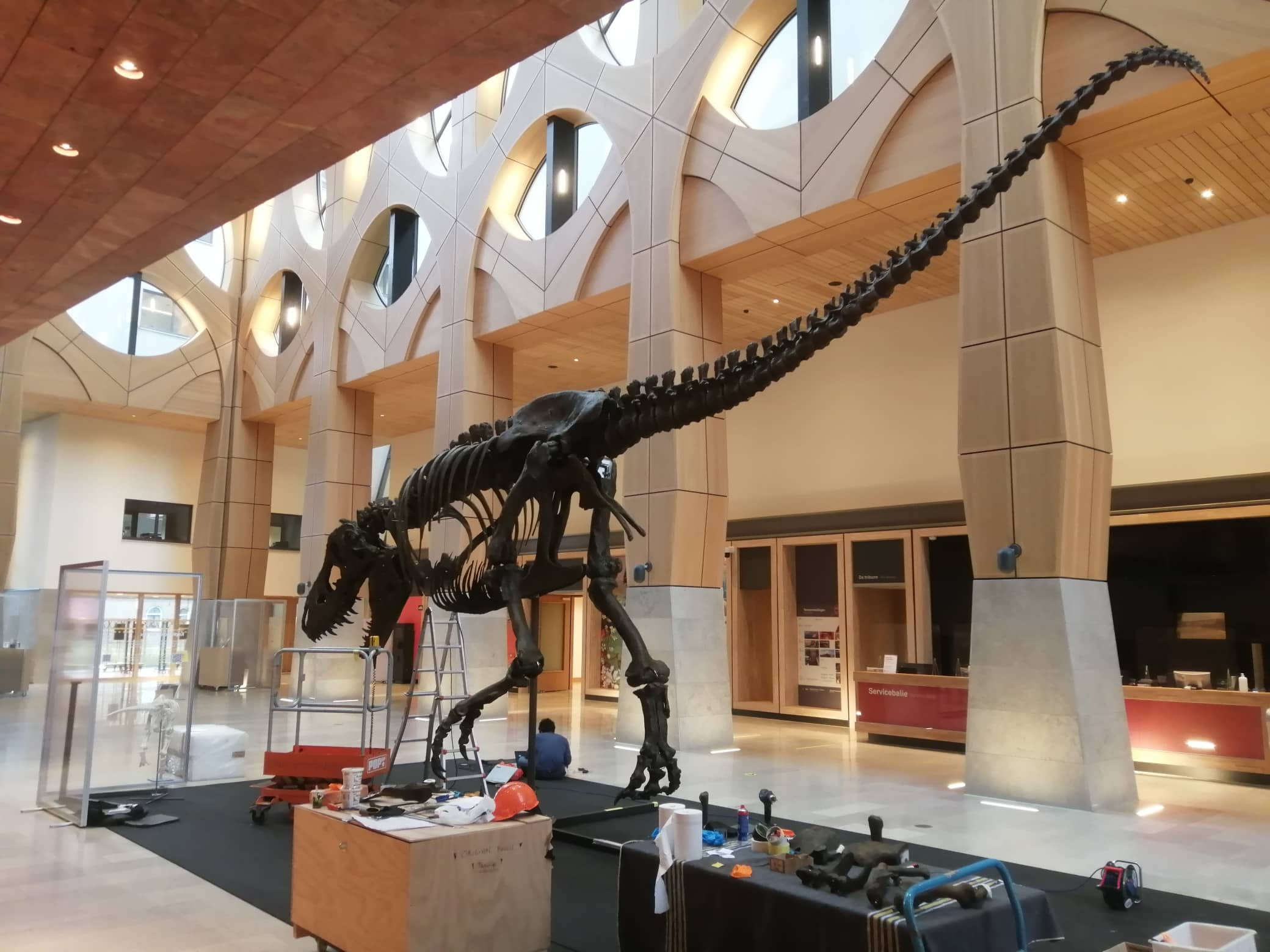 Fossilien & Dinosaurier | Lackier- und Montagearbeiten 3D-print T-Rex Trix | Naturalis Biodiversity Center | Nagasaki Japan