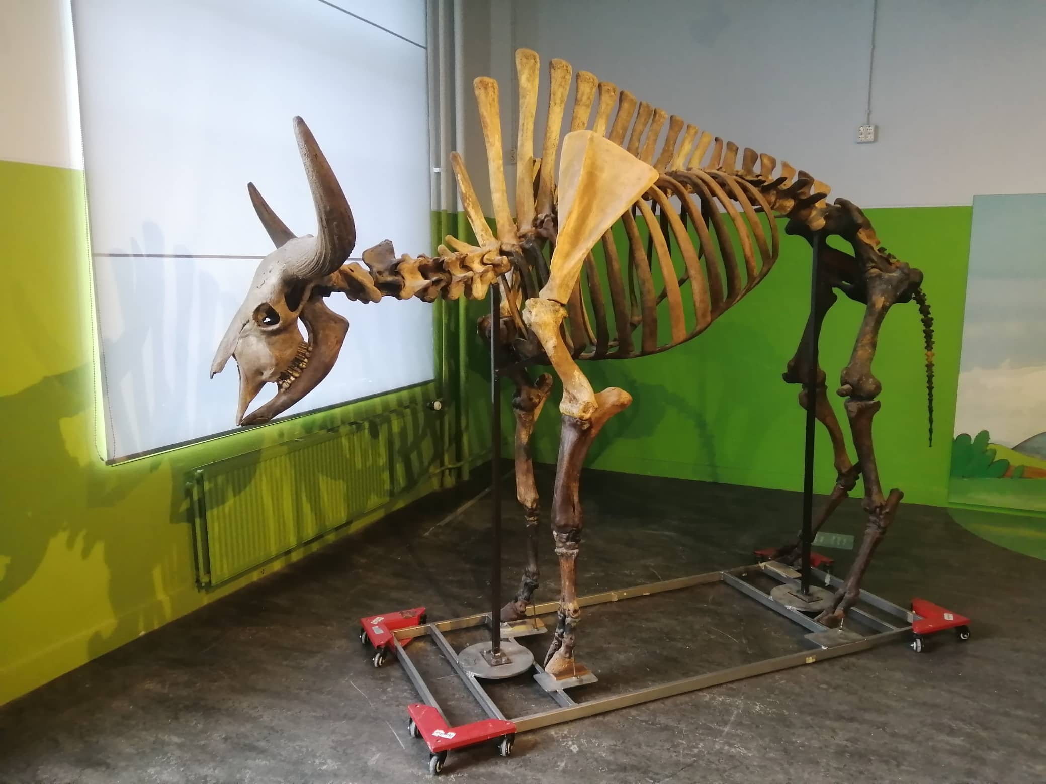 Fossilien & Dinosaurier | Steppenbison zerlegen und bewegen | Brabants Natuurmuseum Tilburg 