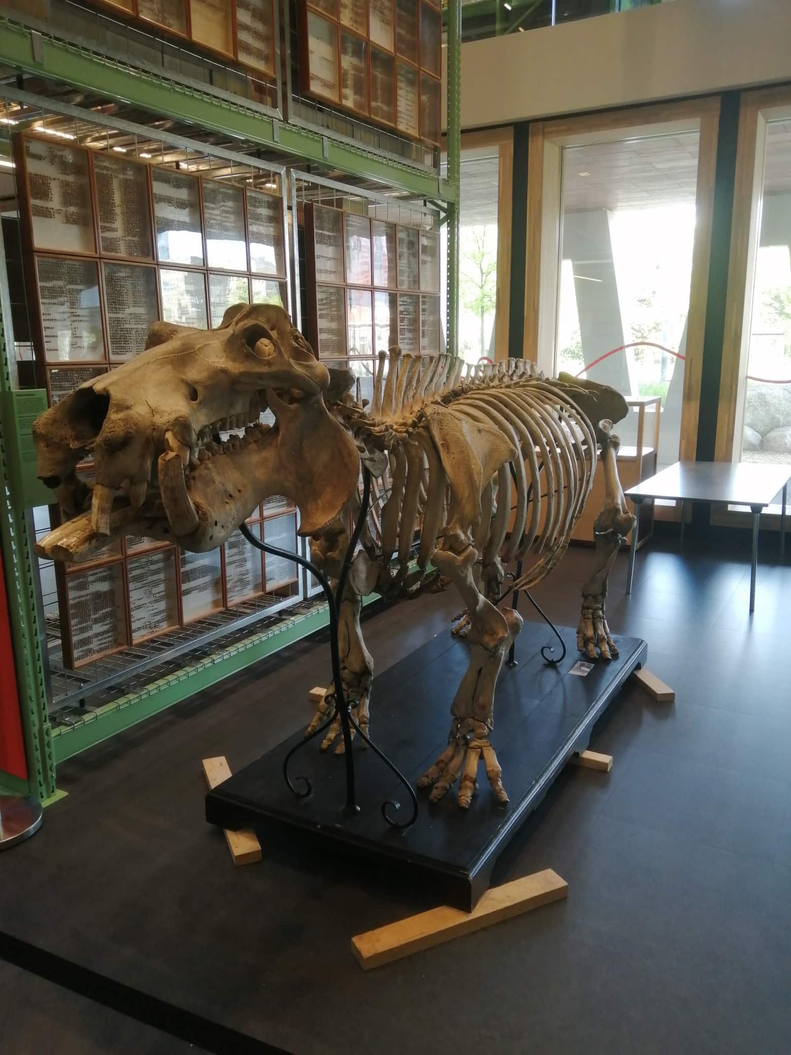 Skeletten | Endergebnis historisches Skelett Nilpferd von 1884 | Naturalis Biodiversity Center