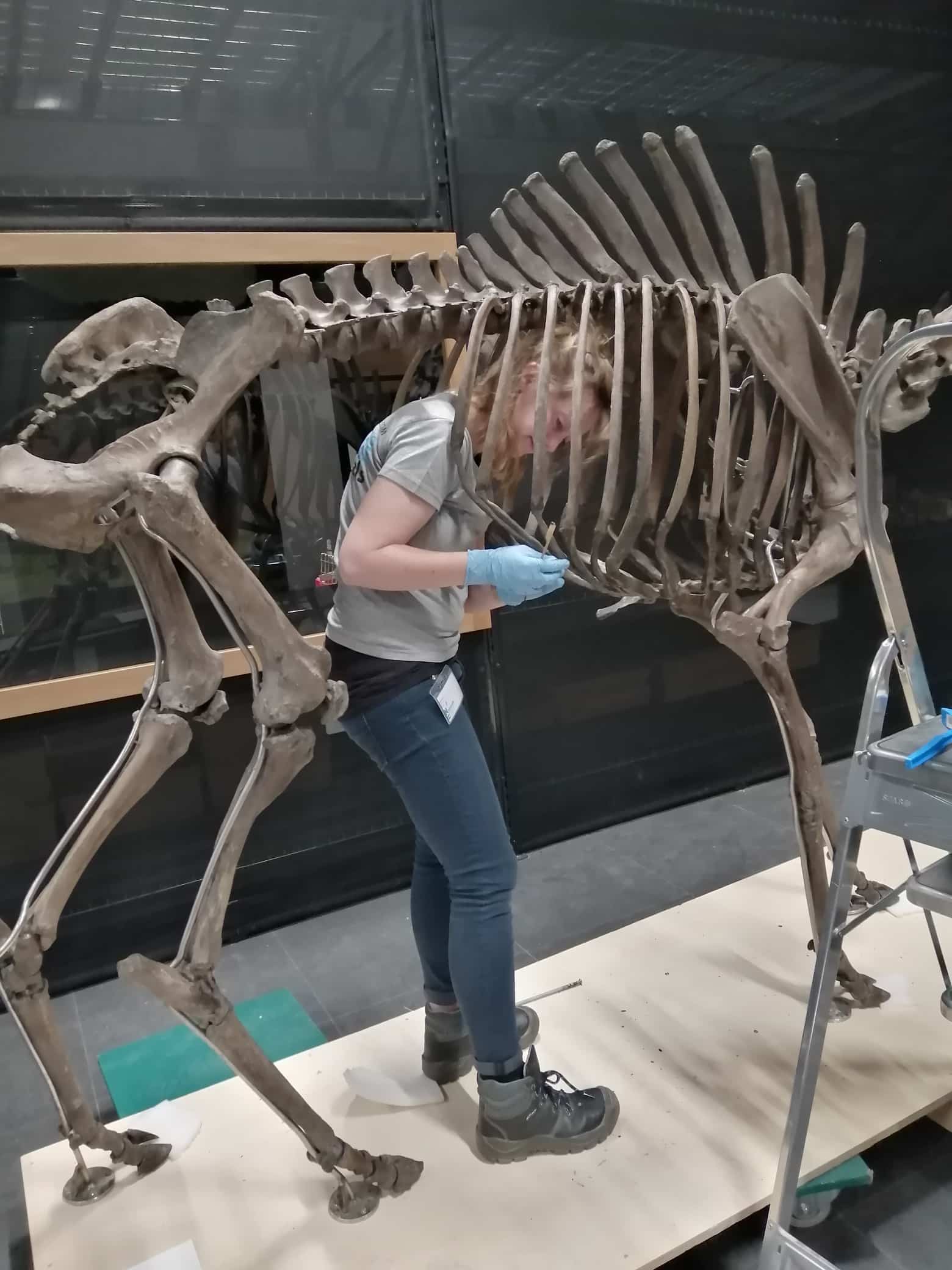 Fossilien & Dinosaurier | Restaurierung und Montage riesiges Hirschskelett | Naturalis Biodiversity Center