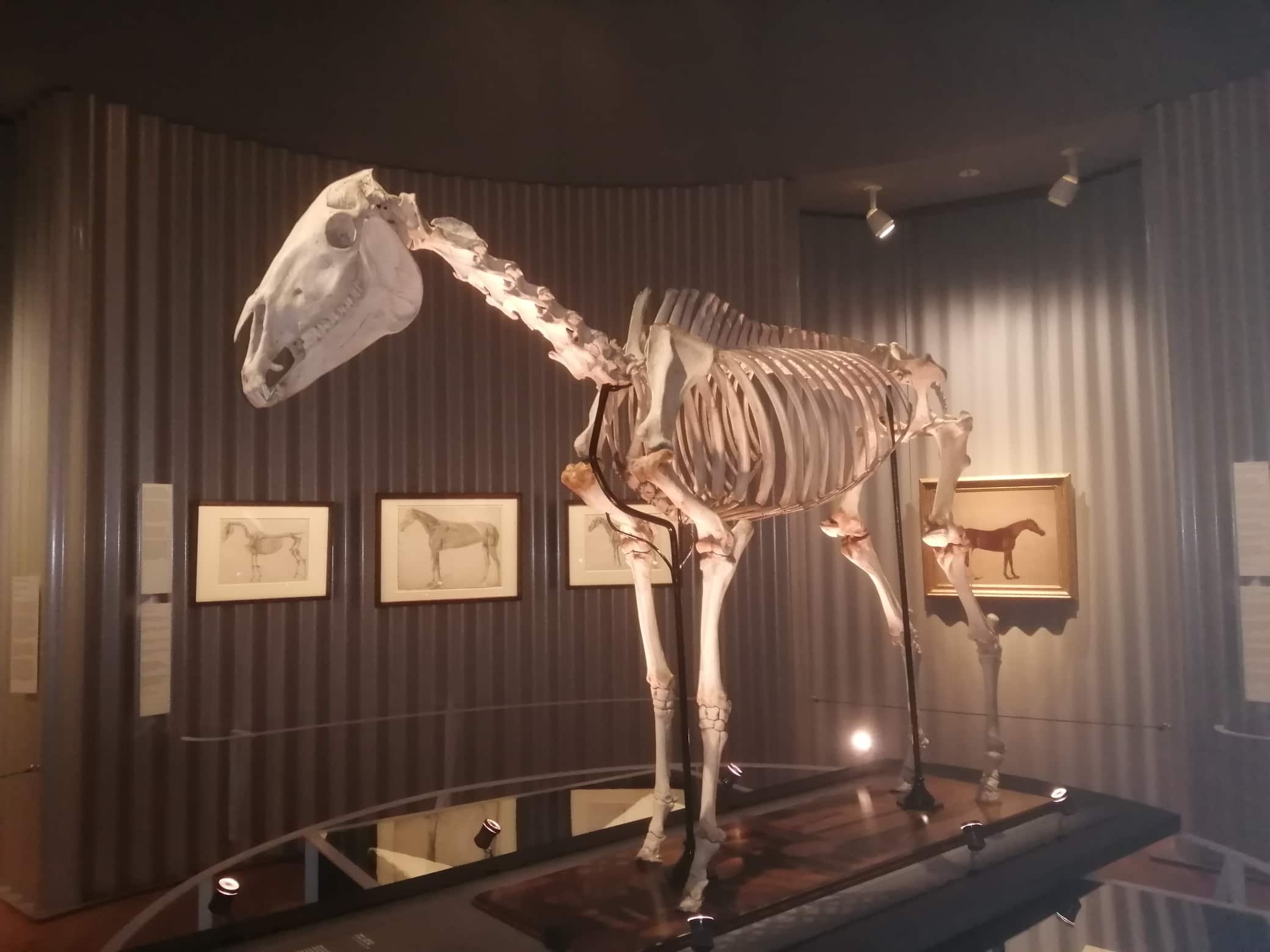 Skelette | Demontage des Skelettpferdes "Eclipse" | Ausstellung George Stubbs Mauritshuis in Zusammenarbeit mit Naturalis Biodiversity Center