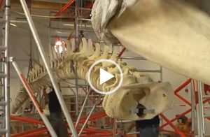 VIDEO | Building Cachalot at Natuur Museum Brabant
