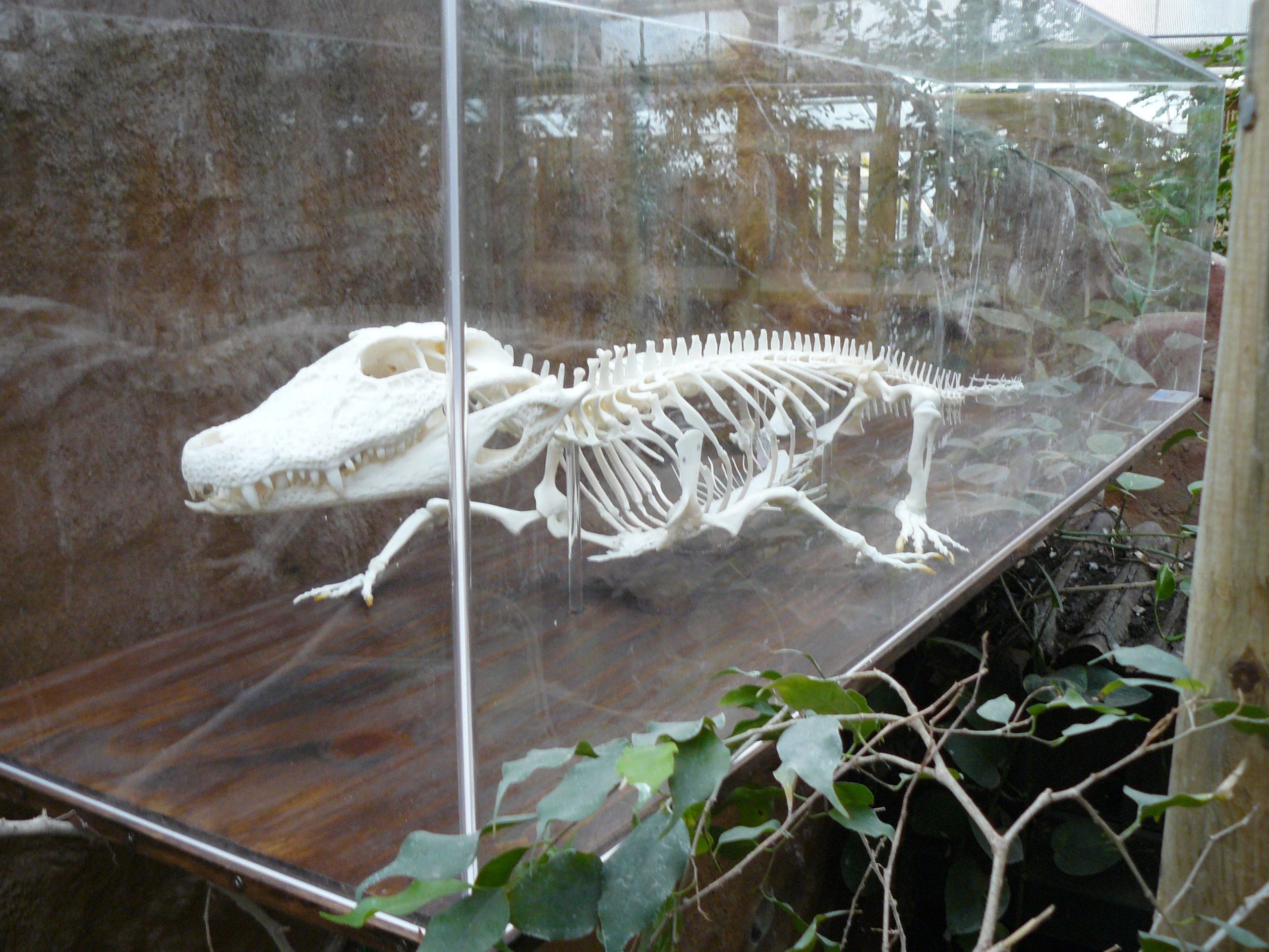 Skeletten | Kaaiman | Rotterdams Natuur Museum