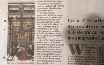 Sunday Times | Disassembly Humpback Whale in National Museum of Ireland – Natural History, Dublin